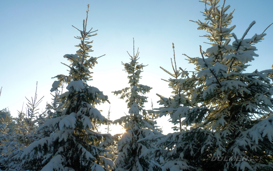 Pine trees in the snow